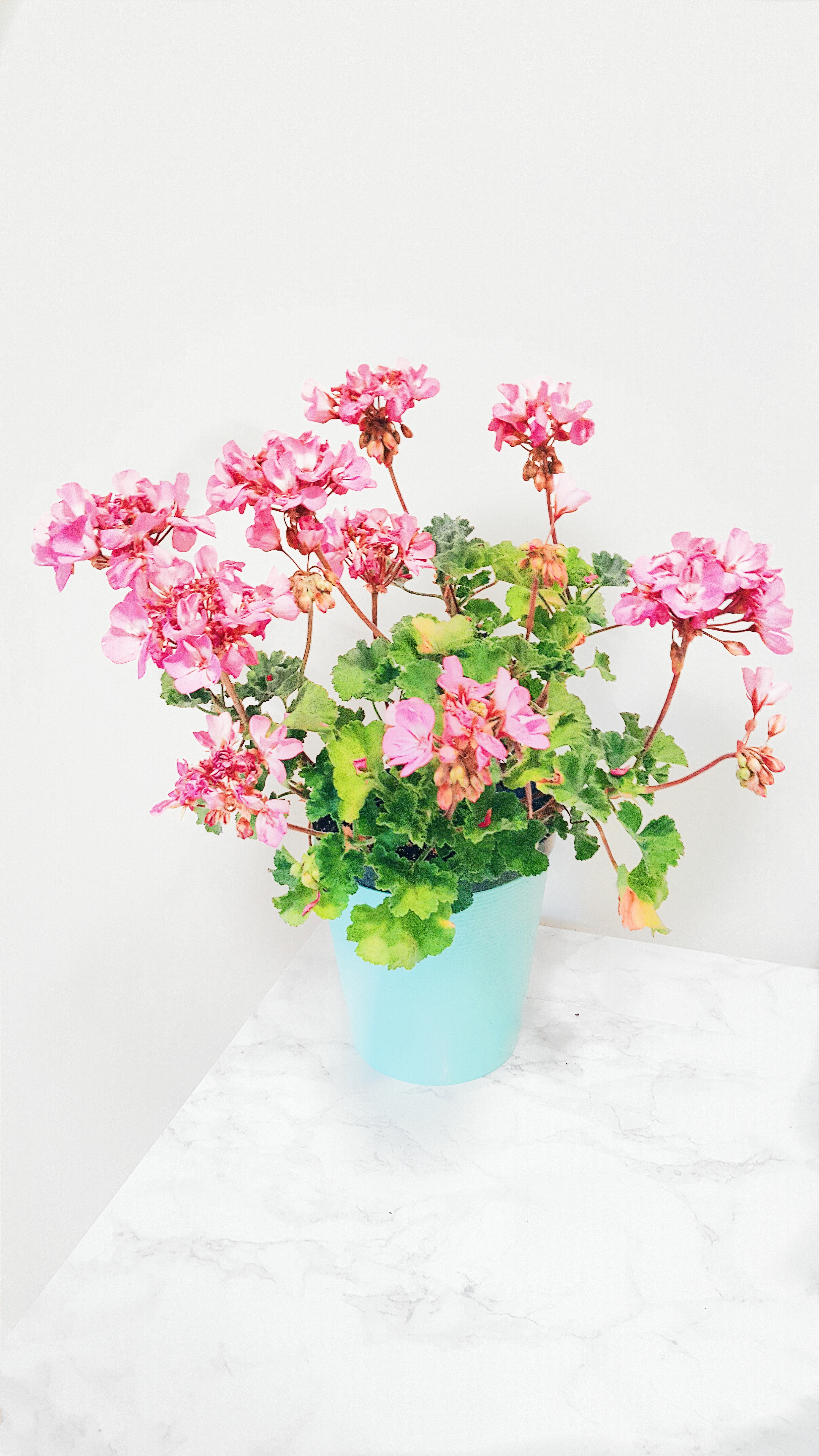 gerinumfloweringplant