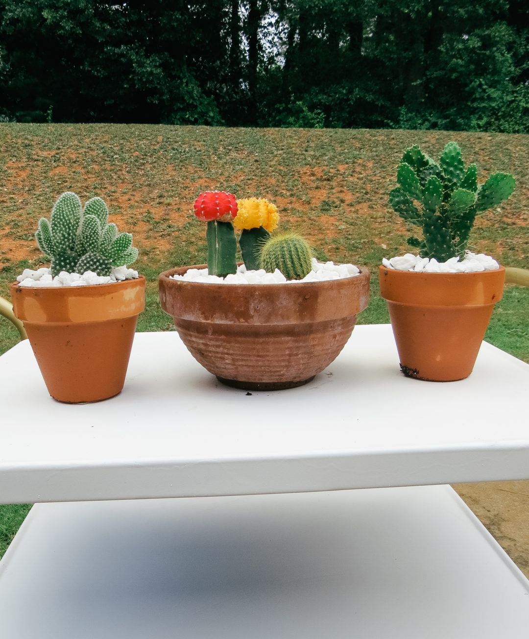 cactus flower pot garden