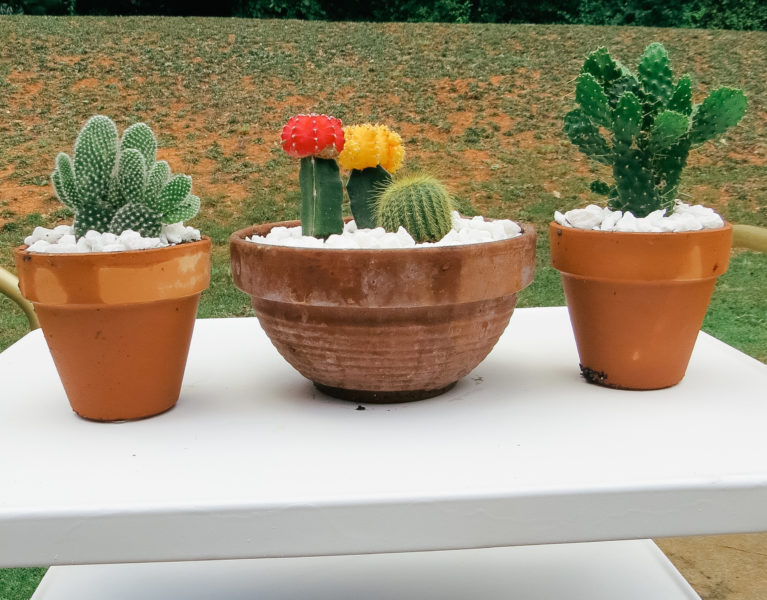 cactus flower pot garden
