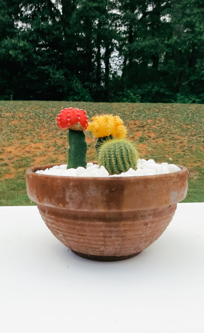 Cactus Flower Pot Garden