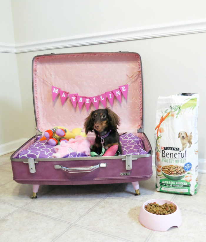 vintagedogbedsuitcase