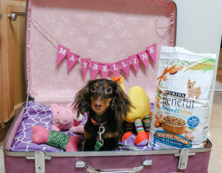 HOW TO MAKE A VINTAGE SUITCASE DOG BED
