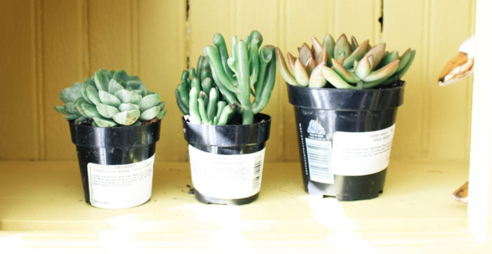 How to Not Kill Your Succulents