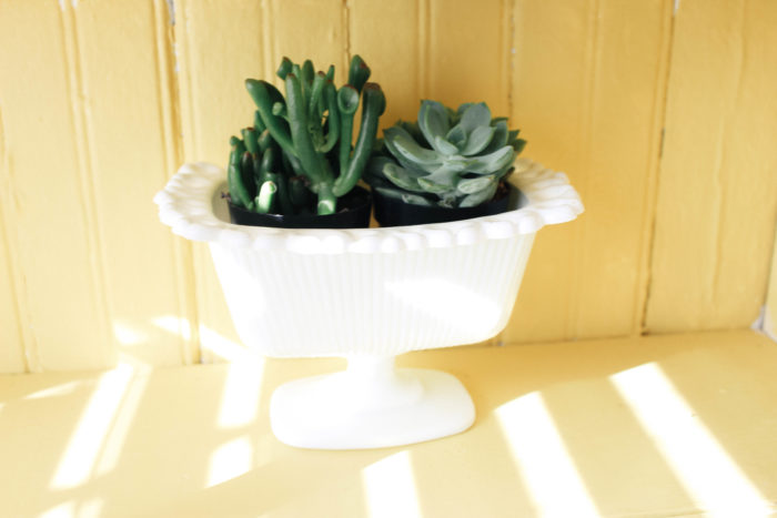 How to Not Kill Your Succulents