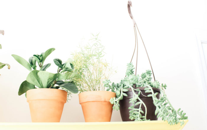 How to Not Kill Your Succulents