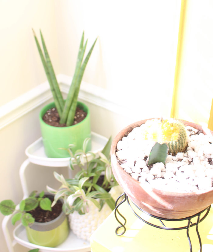 How to Not Kill Your Succulents