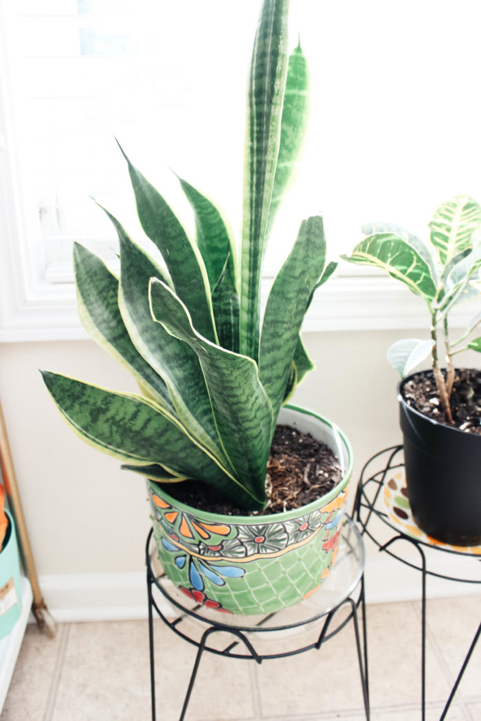 How to Not Kill Your Succulents