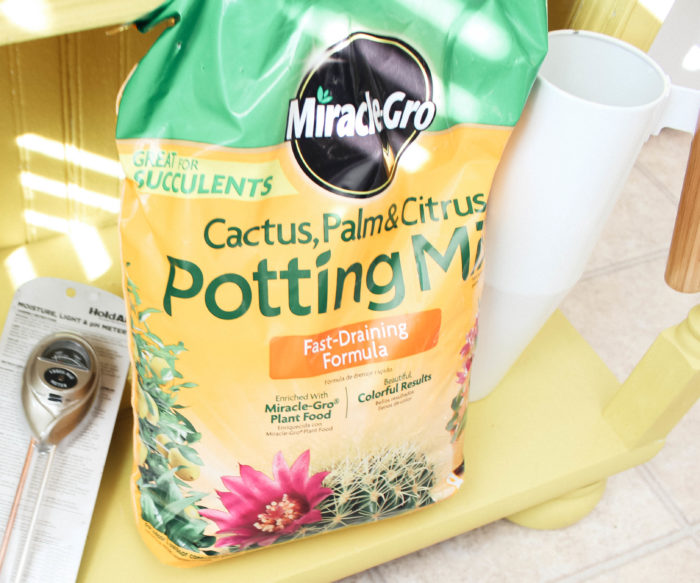 How to Not Kill Your Succulents