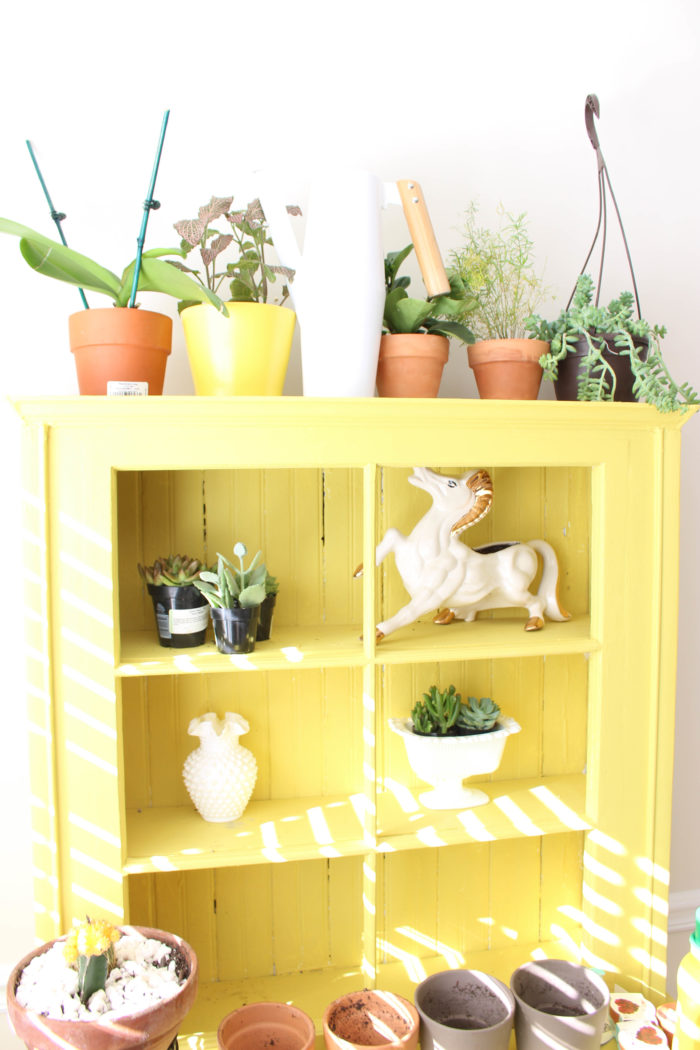 How to Not Kill Your Succulents