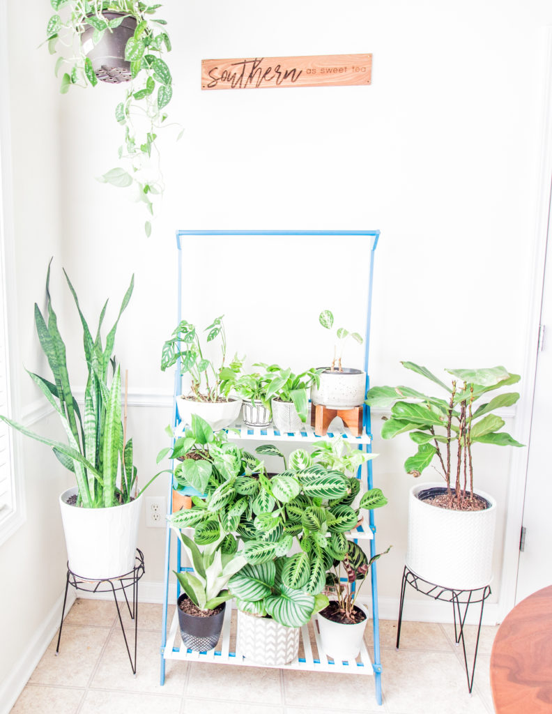 plants in breakfast space